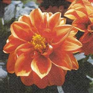 Serviette, dahlia orange